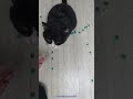 Reverse ASMR with cute cat Nike and colorful beads🌈😺🐾#satisfying #relaxing #stressrelief #catasmr