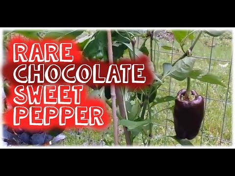 Chocolate Sweet Bell