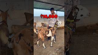 Top Quality Sirohi Bakri 😍 Sultanpur Bakra Mandi | Ziya Vlogs #shorts