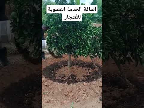 كيفية تسميد أشجار الفاكهة والموالح انتظروا الجديد