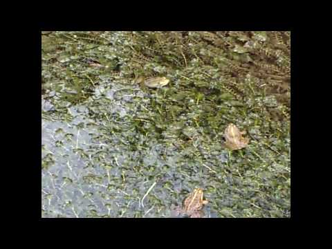 Le chant très doux du mâle de la grenouille rousse au moment des amours -  Lartigau - Milhas - 31 