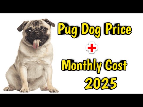 Pug Dog Price In India 2024 || Price of pug dog and Monthly Expenses Pug Dog Price In India 2024 || Price of pug dog and Monthly Expenses