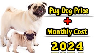 Pug Dog Price In India 2024 || Price of pug dog and Monthly Expenses