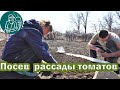 🍅 Посадка томатов на рассаду в парник по технологии Гордеевых