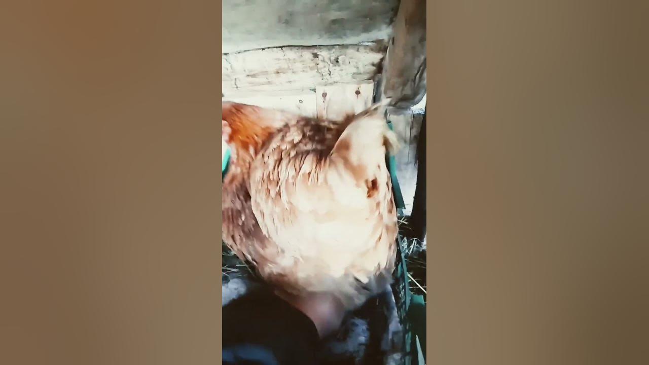 Воровская жизнь не лёгкая но её надо придерживаться - YouTube