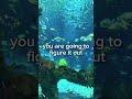 🐠 #asmr #asmrroleplay #asmrrp #asmrsounds #asmrvideo #positivity #healing #comfort