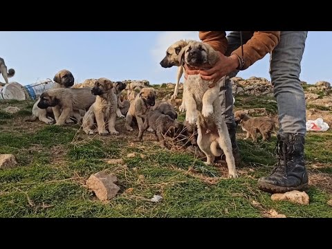 فيديو: كيف تعرف إذا كان كلبك المالطي حامل؟