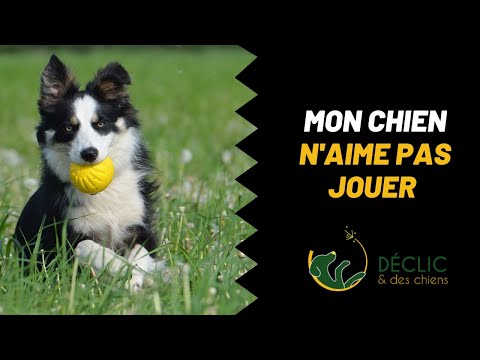 Vidéo: Comment Apprendre à Un Chien à Jouer