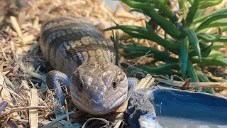 MEET MY NEW BLUE TONGUE SKINK by Aaron Lewis 765 views 1 year ago 13 minutes, 46 seconds