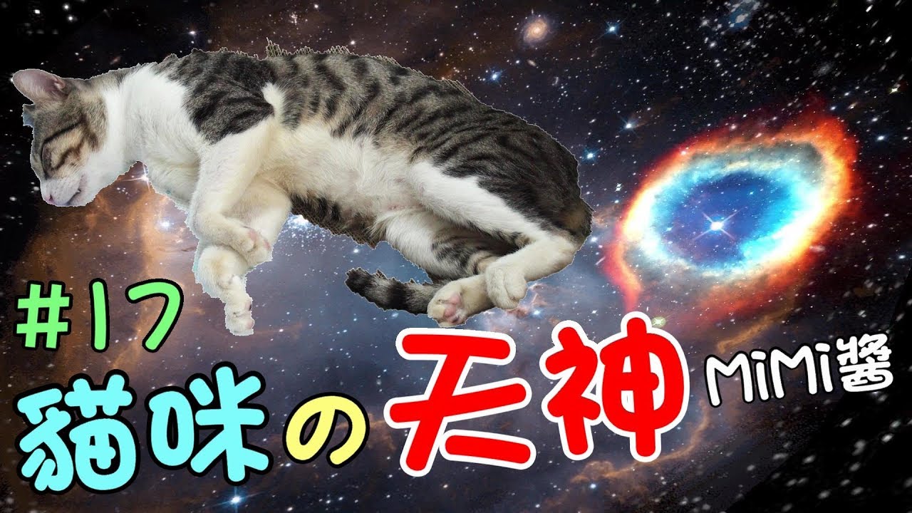 『貓咪的天神』既然養他，就要照顧他一輩子-MiMi醬 Cat Story#17