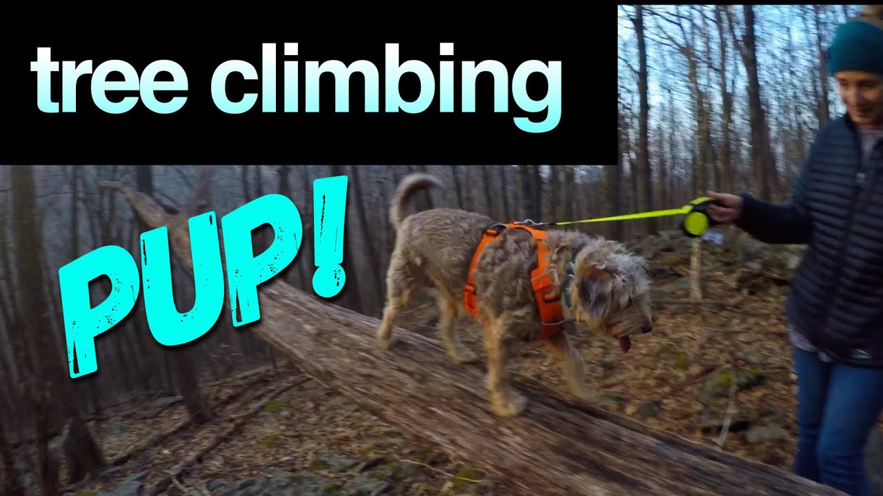 Maggie Climbs A Tree!  | Van Day Trip To Elk Knob State Park | Learning To TRAVATO