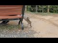 赤ちゃん猿もいっぱい!京都の穴場的観光スポット「嵐山モンキーパーク」