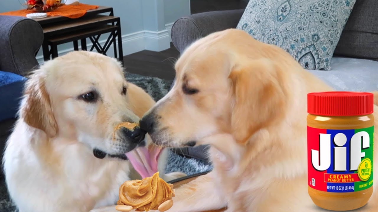 feeding dogs peanut butter