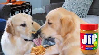 Dogs Eating Peanut Butter for the First Time | ASMR