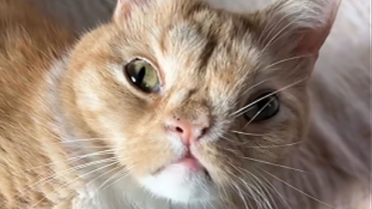 Женщина и котенок были сломлены — посмотрите, как они починили друг друга.