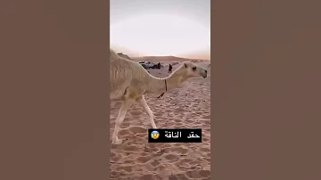 ناقة تلحق طفل صغير 