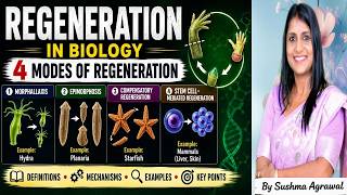 Modes of Regeneration: Epimorphosis, Morphallaxis, Compensatory & Stem Cell Regeneration