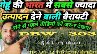 🤔गेहूं की सबसे ज्यादा उपज देने वाली वैरायटी👇।DBW,303 का उत्पादन🔝। श्री राम सुपर 303।।gehu ki verity/
