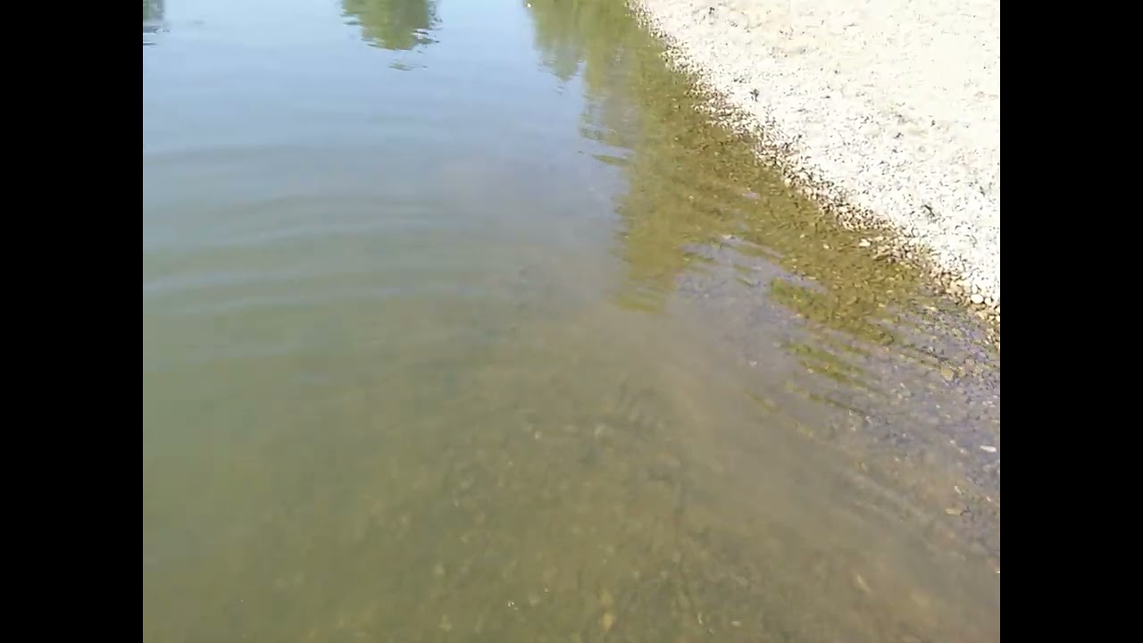 August 2020 - Crisul Alb