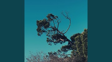 Cultivated Backdrops for Relaxing