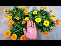 इस चीज़ से Calendula फूलों se भर जाएगा | How to get more flowers from Calendula, plant &amp; care tips |