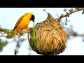 ऐसे घोसलें जिन्हें देखने के लिए नसीब लगता है || Most Amazing Nests In The Animal World