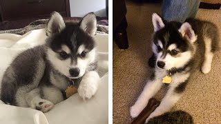 8+ Minutes of Cute &amp; Funny Husky Puppies that Will Make Your Day Full of Happiness 😍💕| Cute Puppies