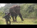 Huge elephant captured by wildlife officers !