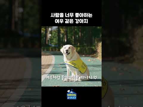 털 북박북박 만져주고 싶은 사람 좋아 안내견