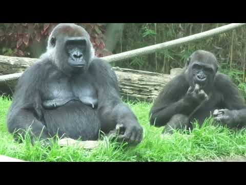 Gorilla Paul Donn Family　ゴリラ　ポールドン家族　San Diego Zoo