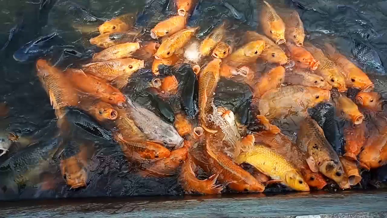 BETERNAK IKAN 