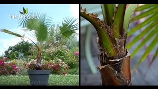 Comment tailler un palmier ? - Jardinerie Truffaut TV