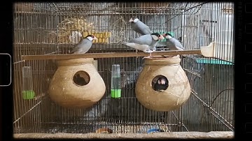 white silver and gray java breeder pairs ...