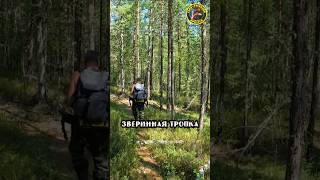 Звериные тропы в Тайге