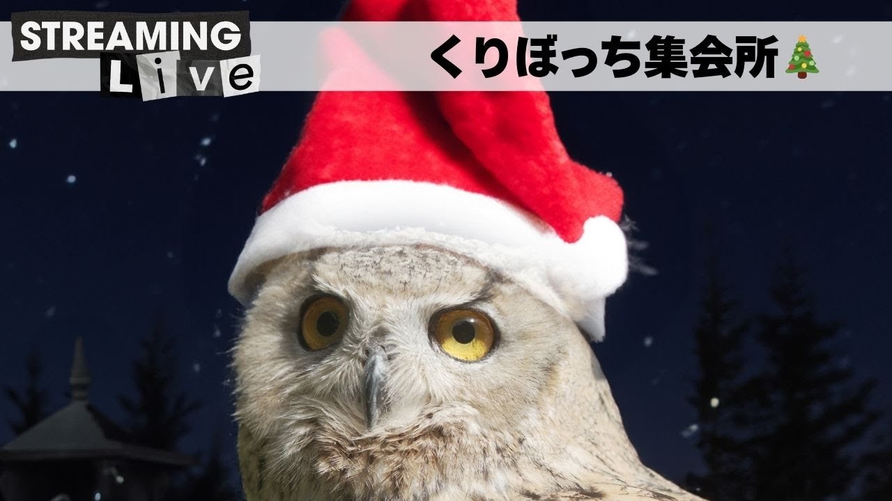 メリークリスマス🦉🎄くりぼっち配信 - YouTube