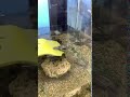 登れないカメ