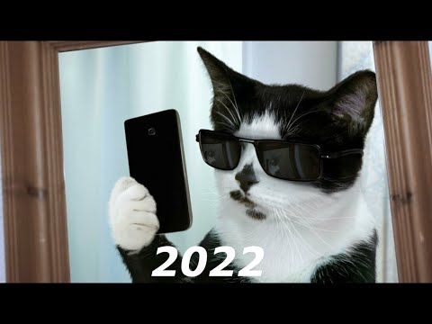 evolution of Maxwell the Cat