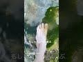 【実写ASMR海】海藻ともしゃもしゃする【素足裸足】#新人Vtuber#兎雪柊那#shorts