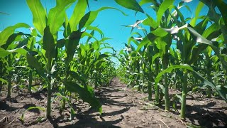 Ag Minute #852 Heat and Corn Growth (Air Date 6-18-17)