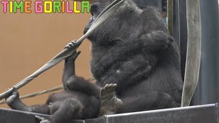【Gorilla】One hour Kintaro Thanksgiving!!【kyoto city zoo ASMR Gentaro Genki】