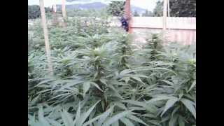 SPOTTER PLANE BUZZING MY "LEGAL" HERB GARDEN
