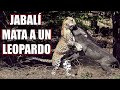 10 Animales Que Sorprendentemente Mataron a Otro Animal