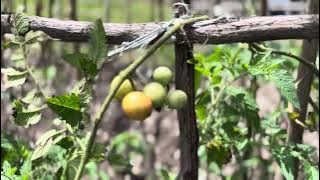 EPS.766 PEMANDANGAN TINGGINAMBUT