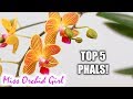 Top 5 favorite Phalaenopsis Orchids (hybrids)