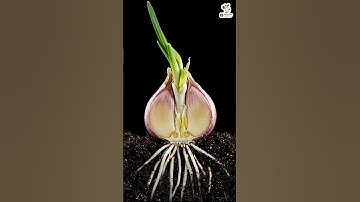 Garlic Growth Time-Lapse in Soil (Day 1–7)  Root & Sprout Development Cross-Section #plantgrowth