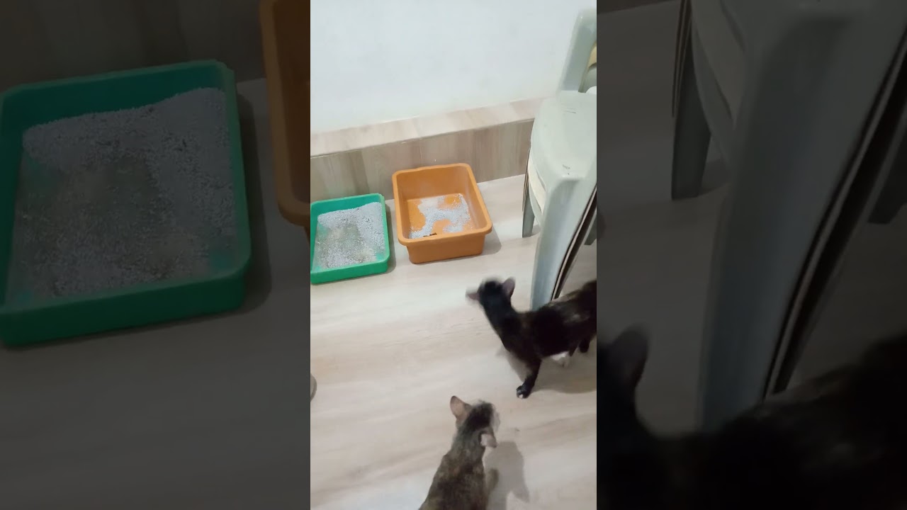 how.to.train.cat.toiet.litter.