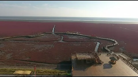 Unique View of Red Beach in Northeast China - DayDayNews