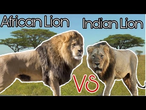 Indian Lion VS African Lion (comparison) - YouTube