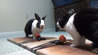 Rabbit eating juicy strawberry in mirror ASMR