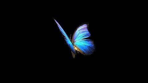 Flying Butterfly - Blue Swallowtail - Loop - Alpha channel